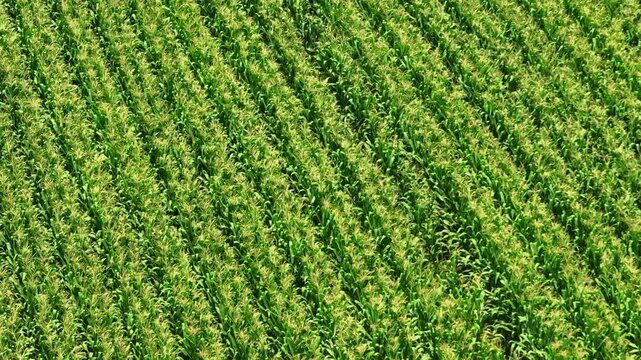 Aerial perspective of thriving corn farm reflects feed crop cultivation, agribusiness development, sustainable food production, and the role of agriculture in supporting livestock industries. 4k.
