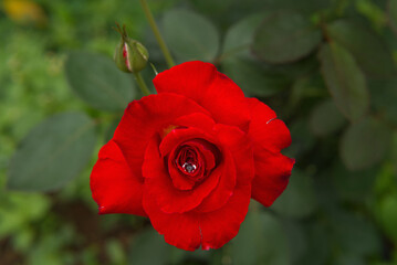 Fototapeta premium Rose Chinensis Among Green Leaves 