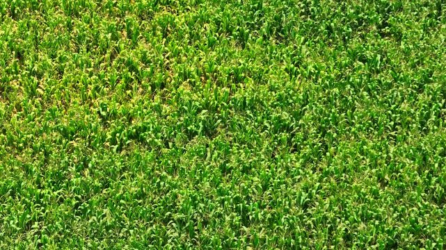 Drone aerial view captures expansive maize field linked to animal feed industry, crop productivity, rural agriculture, food security, and supply chain support for global agricultural markets. 4k.
