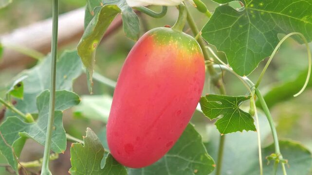 ripe ivy gourd fruits on the plant.