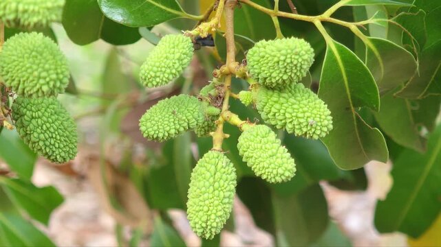 Unripe lychee fruit on the tree.