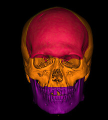 3D CT scan of skull with color segmentation showing cranial and facial bones. © Amri