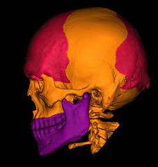 3D CT scan of skull with color segmentation showing cranial and facial bones. © Amri