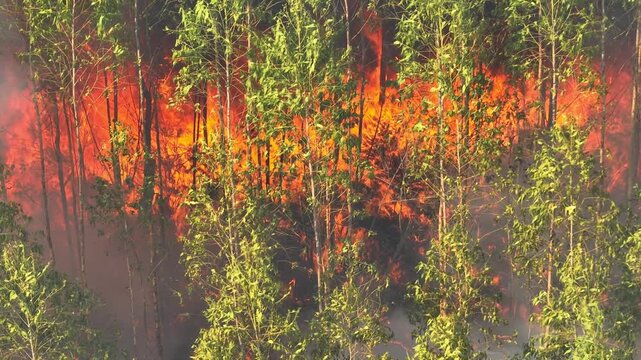 Aerial drone view of intense eucalyptus wildfire highlights global warming, extreme heat, drought stress, climate change impacts, and rising risks of uncontrolled forest fire disasters. 4k.
