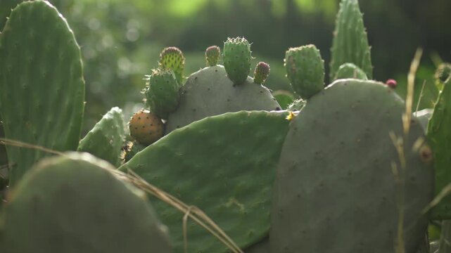 Spring shot with prickly pears or nopales cactus fruits.