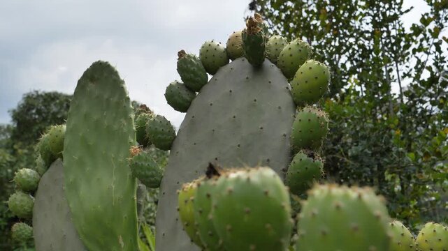 Prickly pears or nopales cactus fruits handheld camera movement.