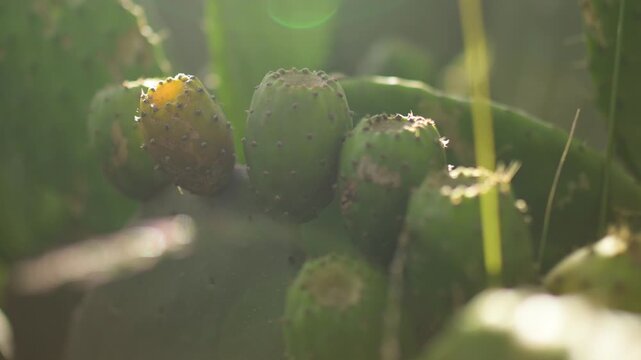 Prickly pears or nopales fruits on the cactus with backlight.