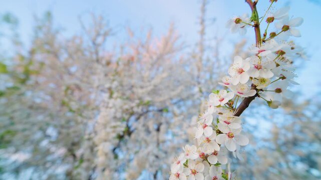 Close-Up Cherry Plum Tree Branch in Full Bloom with White Flowers | Blossoming Tree in Background | Wide-Angle Spring Nature Shot with Blue Sky