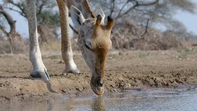 Slow motion shot of a giraffe drinking, then whipping its head up with splashing water and detailed droplets and wobbling lips in the African savannah, Botswana.
