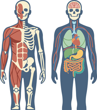 Front view illustration of the human body showing skeletal, muscular, and internal organ systems for educational and anatomical reference.