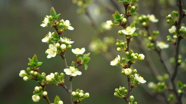 delicate blooming white flowers on branches with green leaves, soft focus background, spring nature awakening, natural growth, organic beauty, fresh season