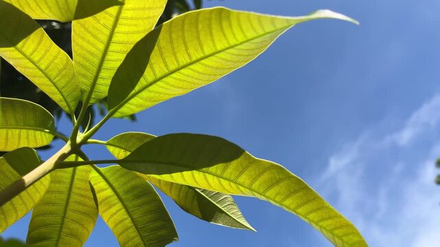 Young mango leaves glowing in morning sunlight against blue sky, low angle shot showing freshness and tropical nature.