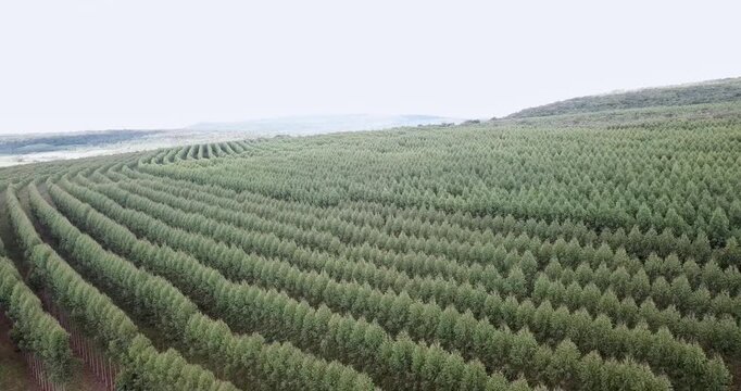 Aerial view of a large eucalyptus forest planted in rows for the paper and pulp industry. Reforestation for sustainable resources