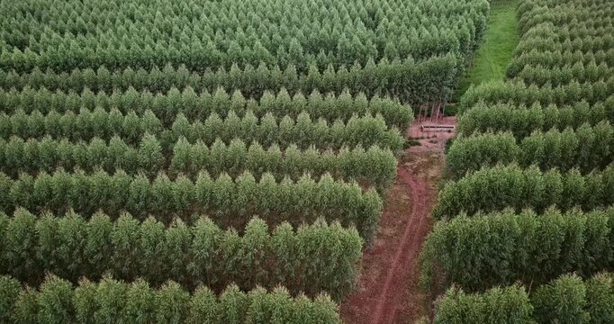 Expansive aerial footage showcasing a vast eucalyptus tree plantation. Symmetrical rows of lush green trees create a mesmerizing pattern