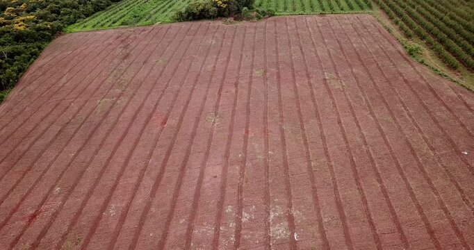 Drone view of agricultural land in latam, revealing vast green coffee and citrus plantations next to a freshly plowed field under an overcast sky