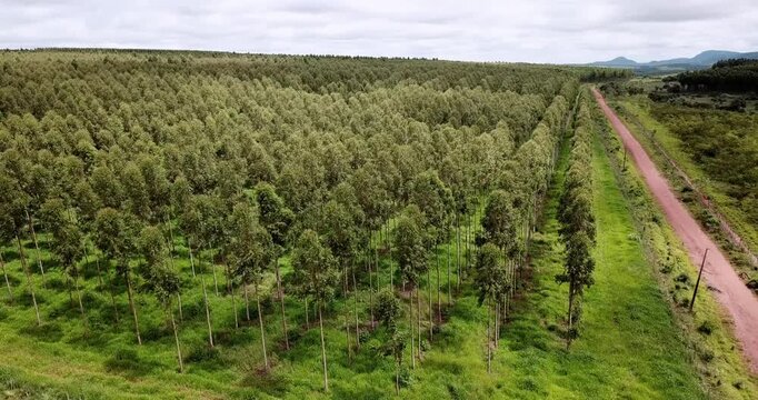 Expansive aerial view of a large eucalyptus tree plantation for paper and pulp industry. Drone flying over the green forest and dirt road