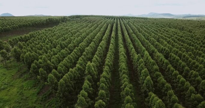 Expansive aerial view slowly flying over a vast eucalyptus plantation. The perfectly aligned rows of trees create a mesmerizing pattern