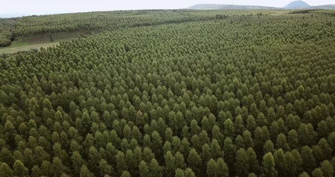 High-angle drone footage flying over a vast and dense eucalyptus tree plantation. Commercial reforestation for the pulp and paper industry