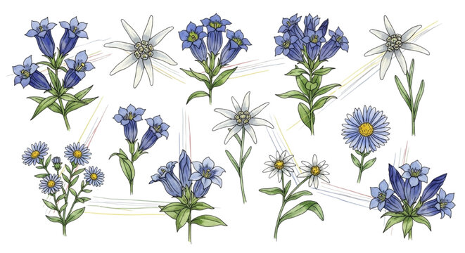 Collection of delicate wildflowers including edelweiss and gentian blossoms
