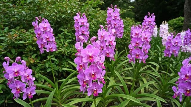 Pink orchids bloom in garden.
