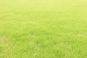 Obraz premium Lush Green Grass Field Background