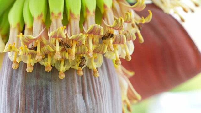 Macro view of bees gathering nectar from banana flowers symbolizes organic agriculture, healthy ecosystems, pollinator protection, and the natural processes supporting global food systems. 4k.
