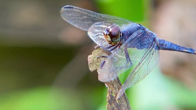 Macro of Vibrant Blue Dragonfly Perching and Aerial Maneuver; Predator Hunting Cycle and Returning to Perch