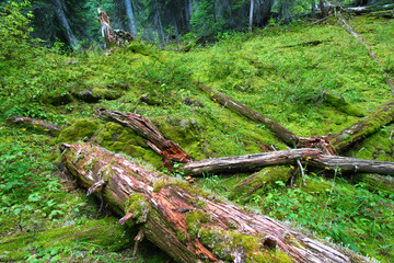 Fototapeta premium Moss covers the forest floor at Yoho National Park in Canada
