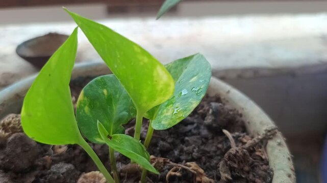 Green Money Plant Leaves with Water Droplets - Pothos Houseplant Growth in Pot