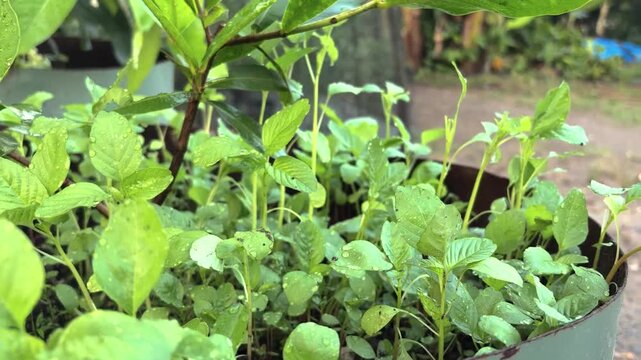 new spinach plants growing in the field