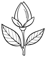 Obraz premium Ink drawing of a closed flower bud with leaves, botanical illustration