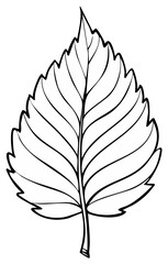 Fototapeta premium Outline of a single leaf, detailed lines, simple design, for coloring, graphic illustration