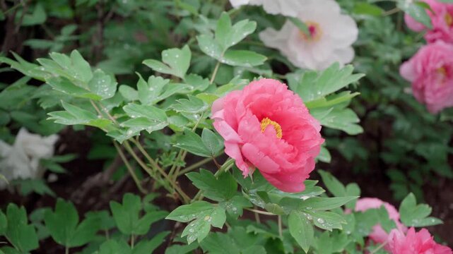 After being moistened by the rain, the petals of this rose-red peony appeared crystal clear, with tiny water droplets at the tips of the petals.