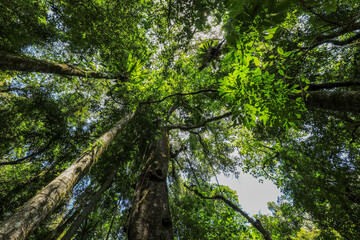 Fototapeta premium Low angle view of strangler fig rising through rainforest in Copeland Tops, New South Wales, Australia. Scenic forest scene showing tall tree trunk and canopy from ground perspective.