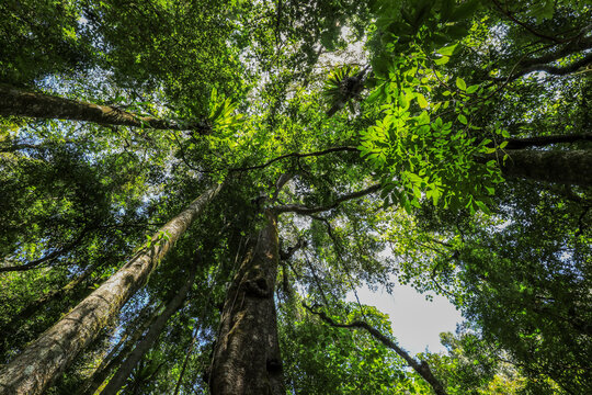 Low angle view of strangler fig rising through rainforest in Copeland Tops, New South Wales, Australia. Scenic forest scene showing tall tree trunk and canopy from ground perspective.
