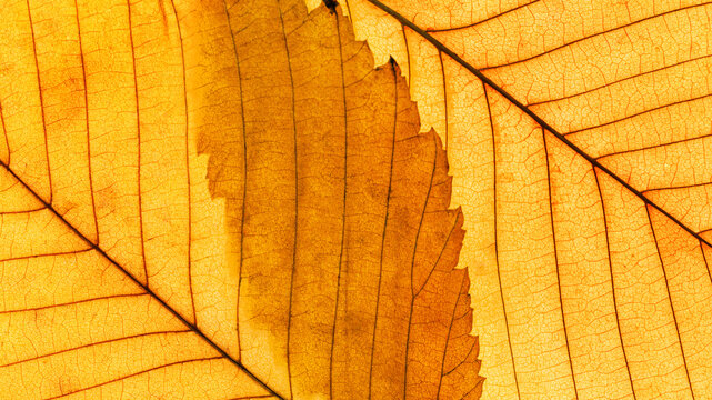 Autumn minimal photo with autumn yellow alder leaf as natural organic background. Fall aesthetic banner with macro leaves with veins, seasonal texture autumnal foliage, yellow red colored gradient.
