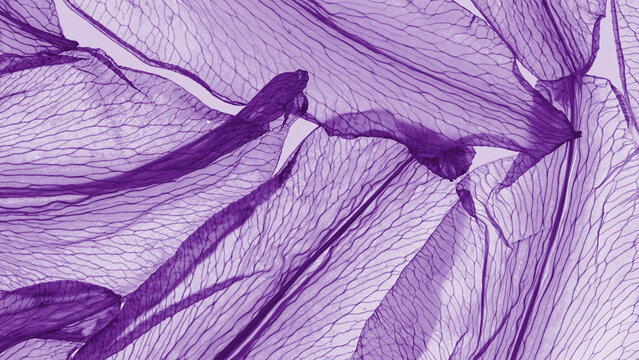 Flower petals abstract texture, minimal aesthetic botanical design, lavender organic structure, beauty nature macro banner. Flowery botanical backdrop for eco and organic branding, natural visual