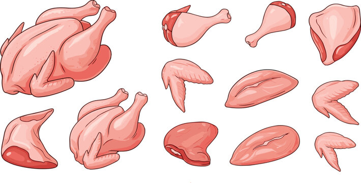 Raw chicken cuts collection whole poultry parts butcher diagram meat pieces food vector illustration isolated