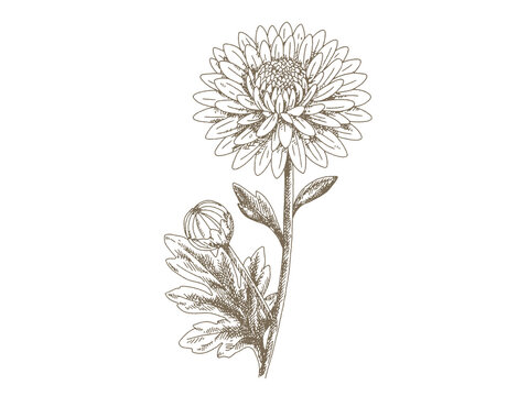 Vintage Chrysanthemum Flower