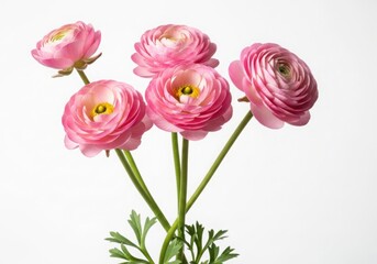 Obraz premium Pink ranunculus flowers in a bouquet