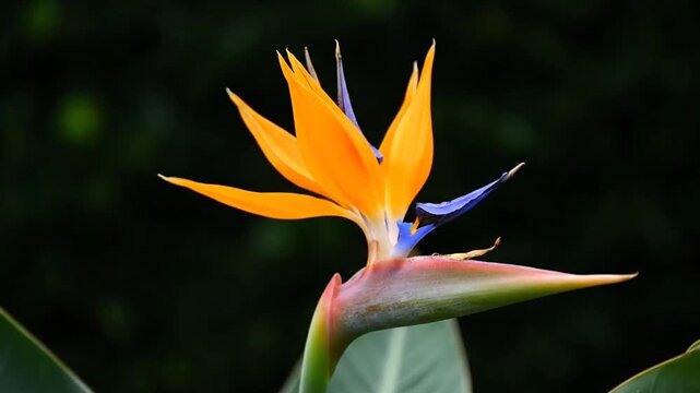 Bird of paradise flower bloom. (1)