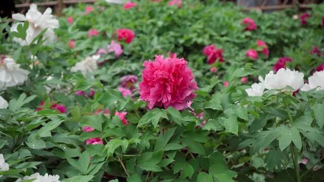 This rose-red double-petaled peony has a very unique shape; the petals overlap to form a tower shape, and the stamen is not visible.