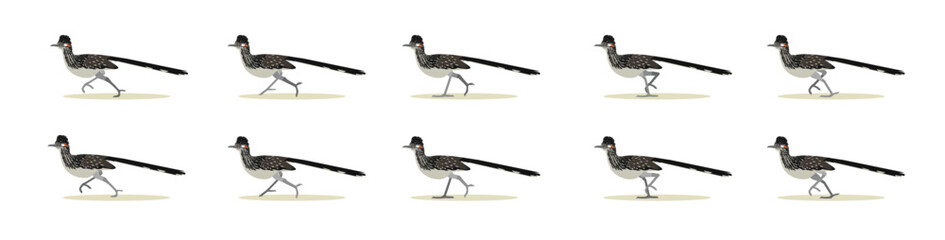 Roadrunner Running Bird Animal Animation Sequence Cartoon Vector © bullet_chained