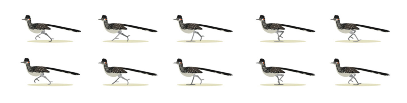 Roadrunner Running Bird Animal Animation Sequence Cartoon Vector