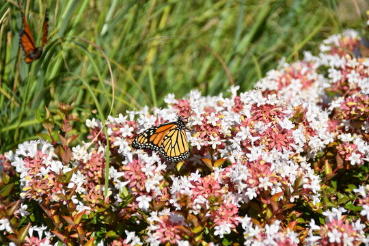 Monarch Butterfly Feeding From Native Abelia Shrub