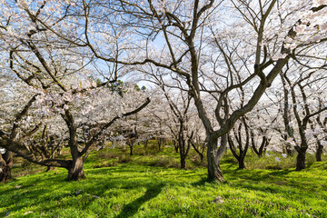 Fototapeta premium 烏帽子山千本桜