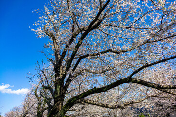 Fototapeta premium cherry blossom, Sakura Petals Falling over Ondagawa River in Late Spring, Machida, Tokyo