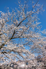Fototapeta premium cherry blossom, Sakura Petals Falling over Ondagawa River in Late Spring, Machida, Tokyo