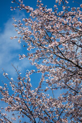 Obraz premium cherry blossom, Sakura Petals Falling over Ondagawa River in Late Spring, Machida, Tokyo