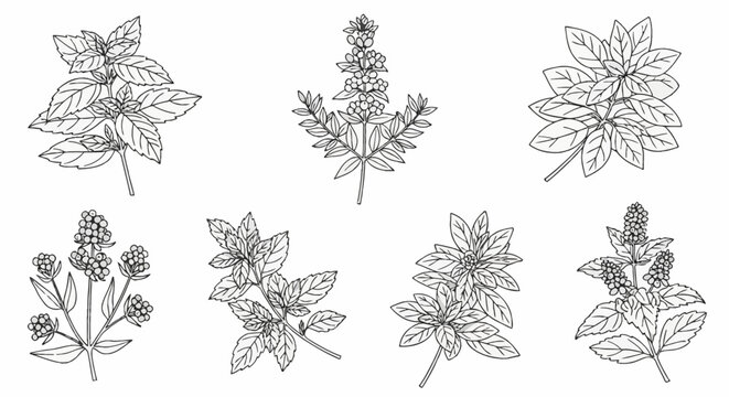 Botanical line art illustration set of seven aromatic herb sprigs featuring mint leaves, basil branches, and flowering medicinal plants isolated on a white background for design.